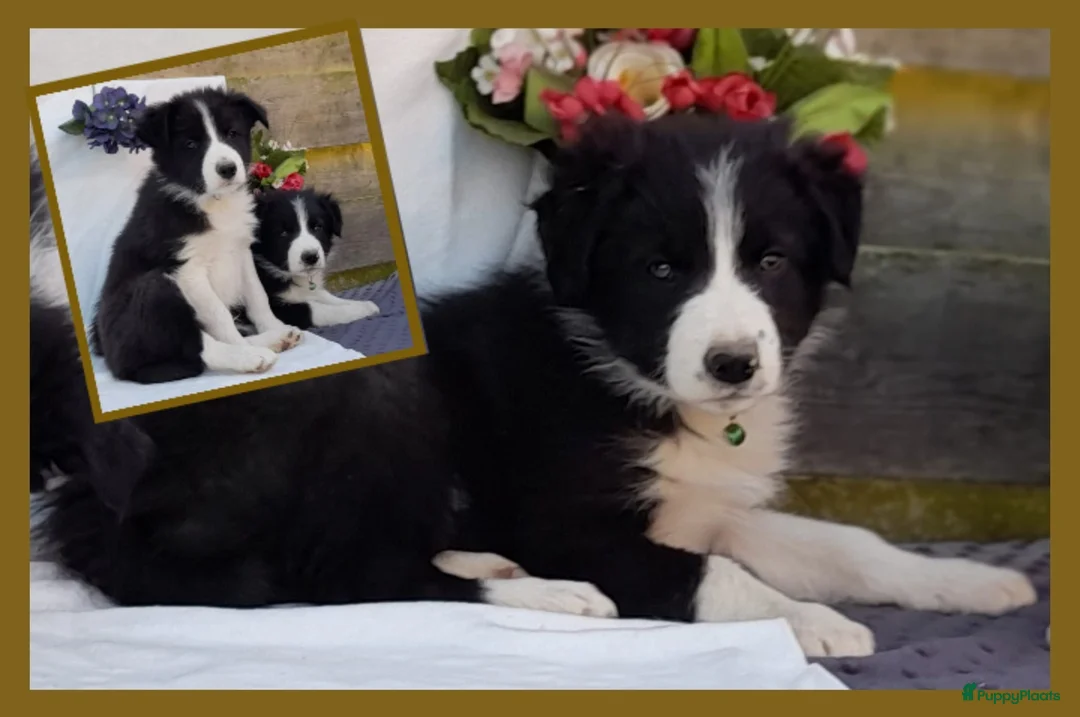 Border Collie honden te koop: Prachtige, raszuivere Border Collie pups - Advertentie 7