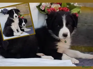 Border Collie honden Prachtige, raszuivere Border Collie pups - Advertentie 6