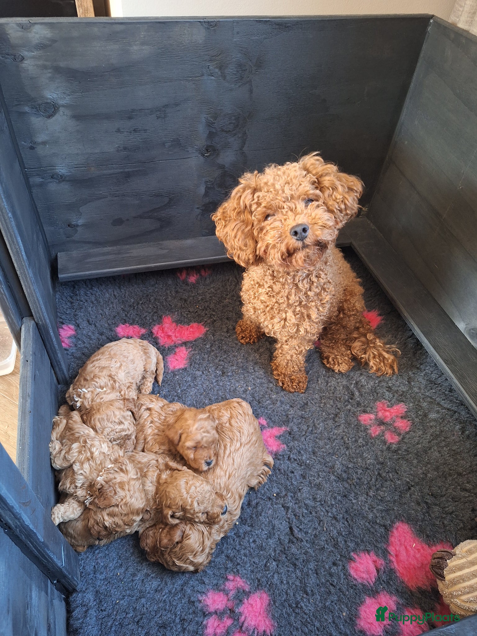 Poedel Toy honden Prachtige raszuivere toypoedels, mogen 22 mei weg! - Advertentie 1