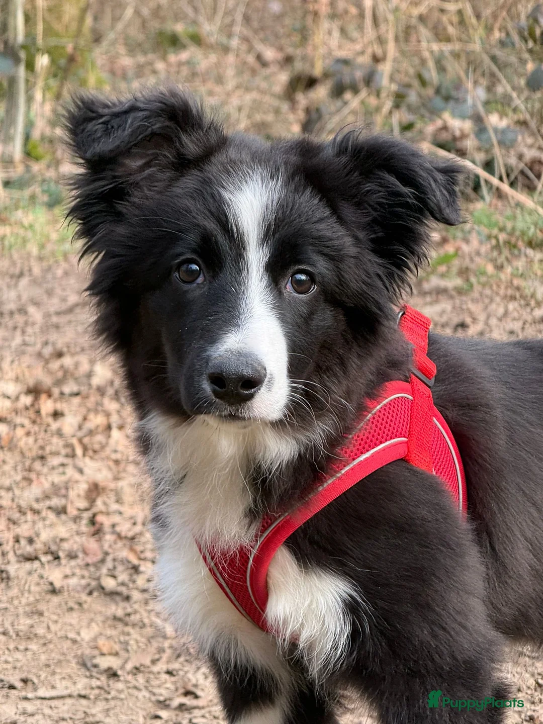 Border Collie honden te koop: Border collie pup teef 4 maanden te koop in Echt - Advertentie 1