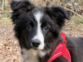 Border Collie honden Border collie pup teef 4 maanden te koop in Echt - Advertentie 17