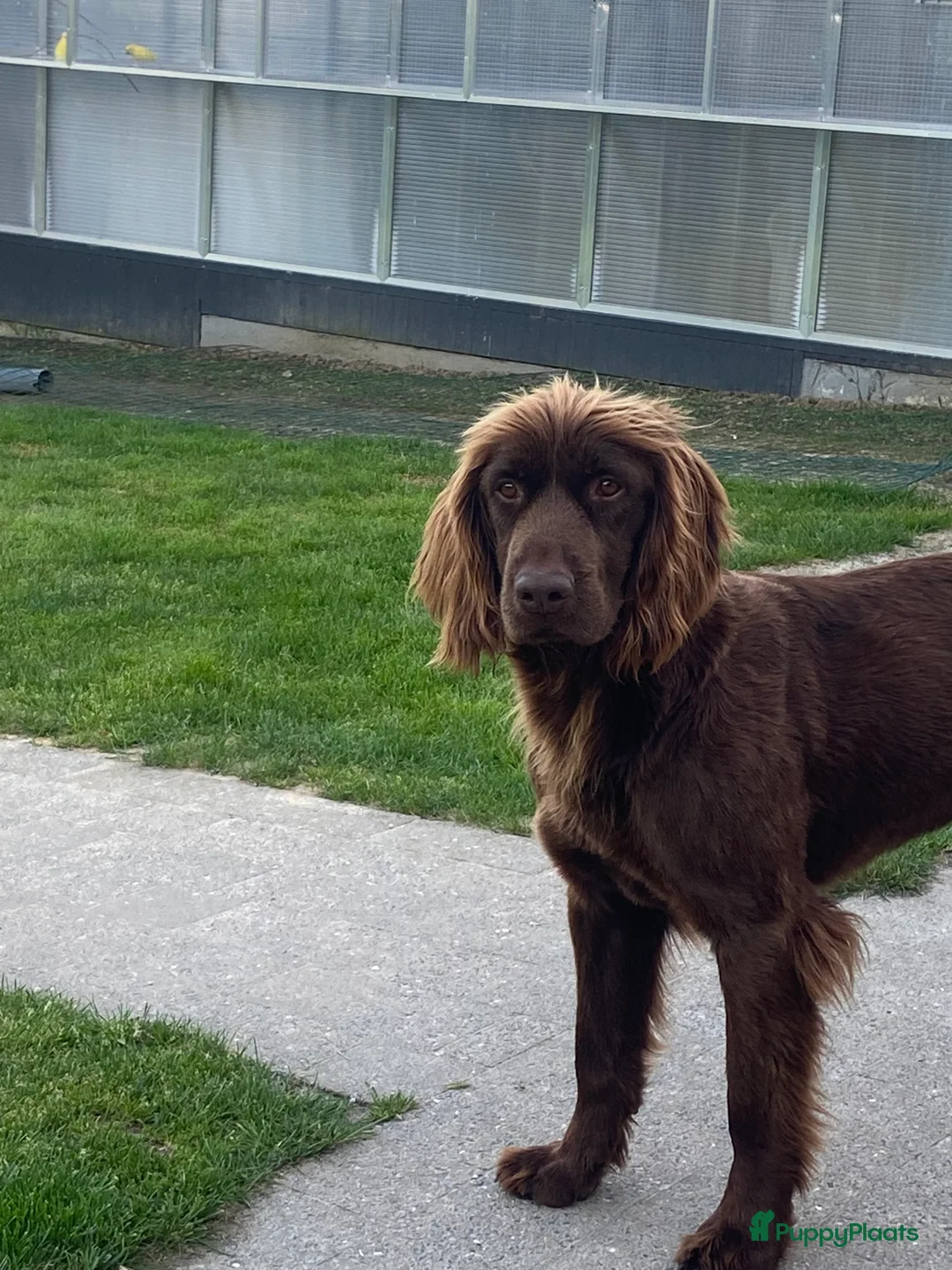 Duitse Staande Hond Langhaar honden te koop: Duitse staande langhaar  - Advertentie 3