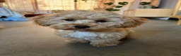Maltipoo honden te koop: Kleine Maltipoo pup (Maltezer X dwergpoedel) - Advertentie 1