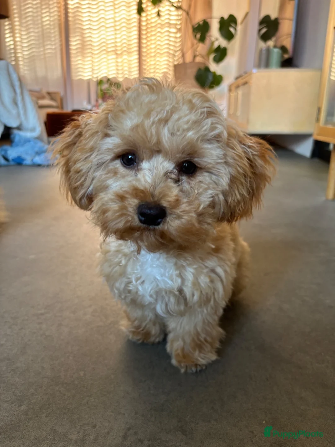 Maltipoo honden te koop: Kleine Maltipoo pup (Maltezer X dwergpoedel) - Advertentie 1