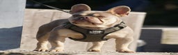 Franse Bulldog honden te koop: Fr bulldog puppy's uit geteste ouders - Advertentie 6