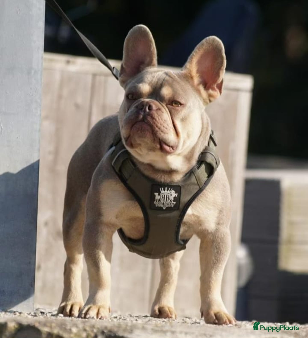Franse Bulldog honden te koop: Fr bulldog puppy's uit geteste ouders - Advertentie 6