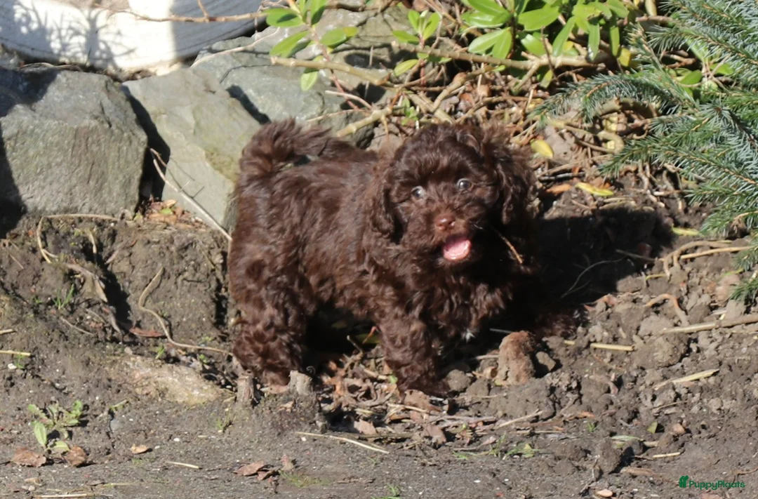 Kruising honden te koop: maltipoo/shihpoo pups beschikbaar - Advertentie 9