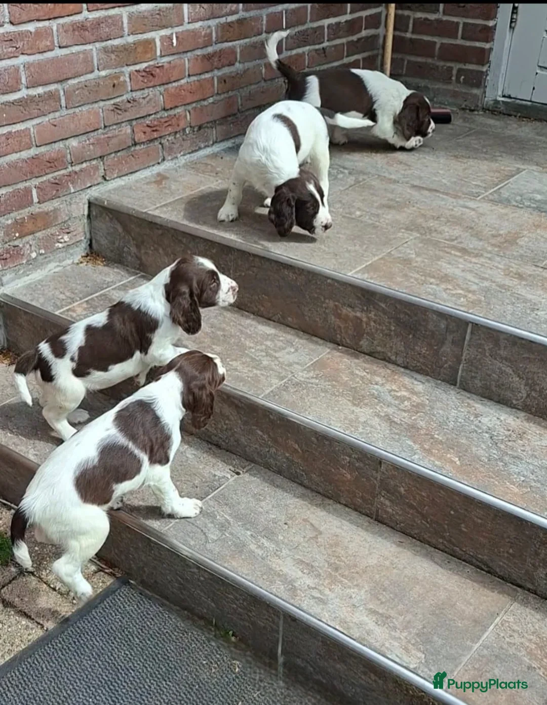 Engelse Springer Spaniel honden te koop: Raszuivere Engelse springer spaniel pups  in 's-Hertogenbosch - Advertentie 2