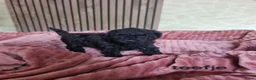 Poedel Toy honden te koop: Toypoedel pups  - Advertentie 9