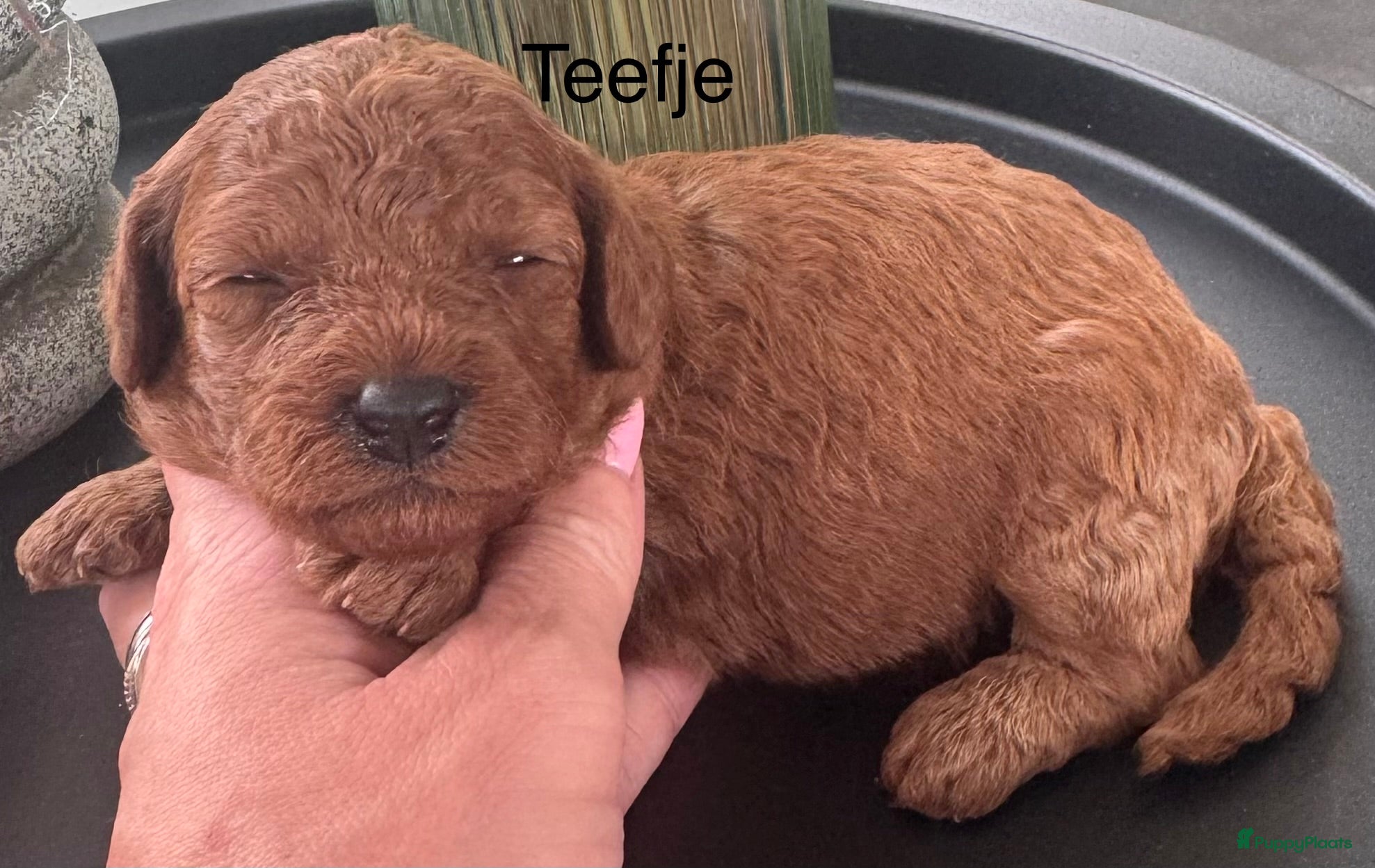 Dwergpoedel honden DwergPoedel in huiselijke kring opgevoed  - Advertentie 1