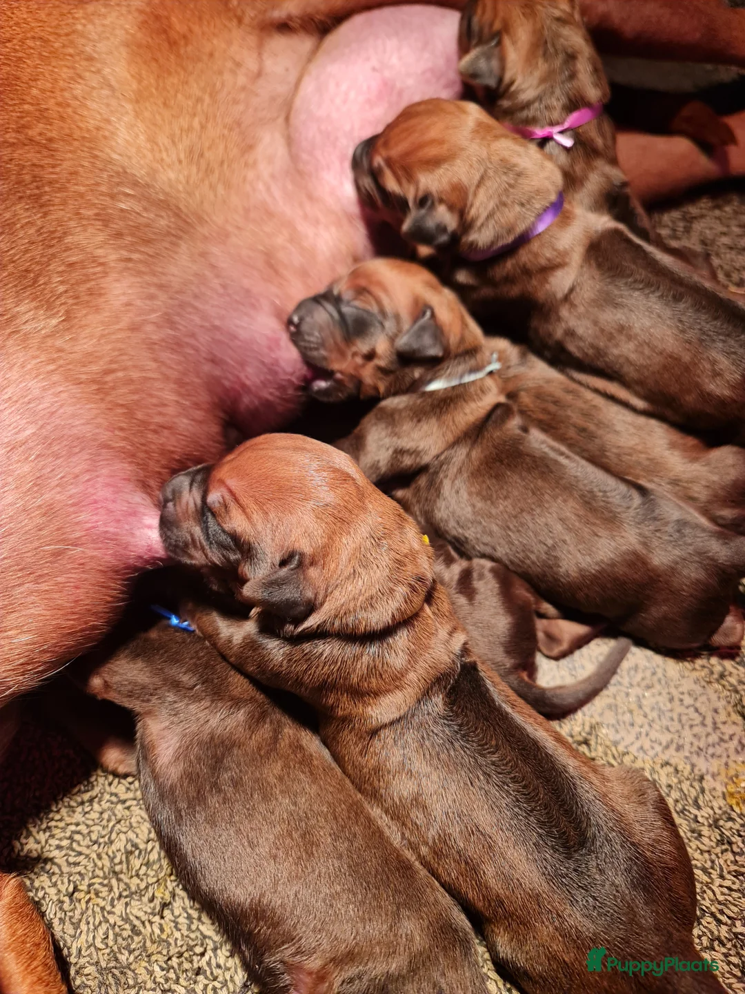 Rhodesian Ridgeback honden te koop: Rhodesian Ridgeback pups  - Advertentie 13