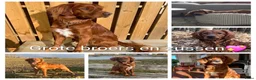 Kruising honden te koop: Lieve Irish Toller pups (Toller x Setter) - Advertentie 21