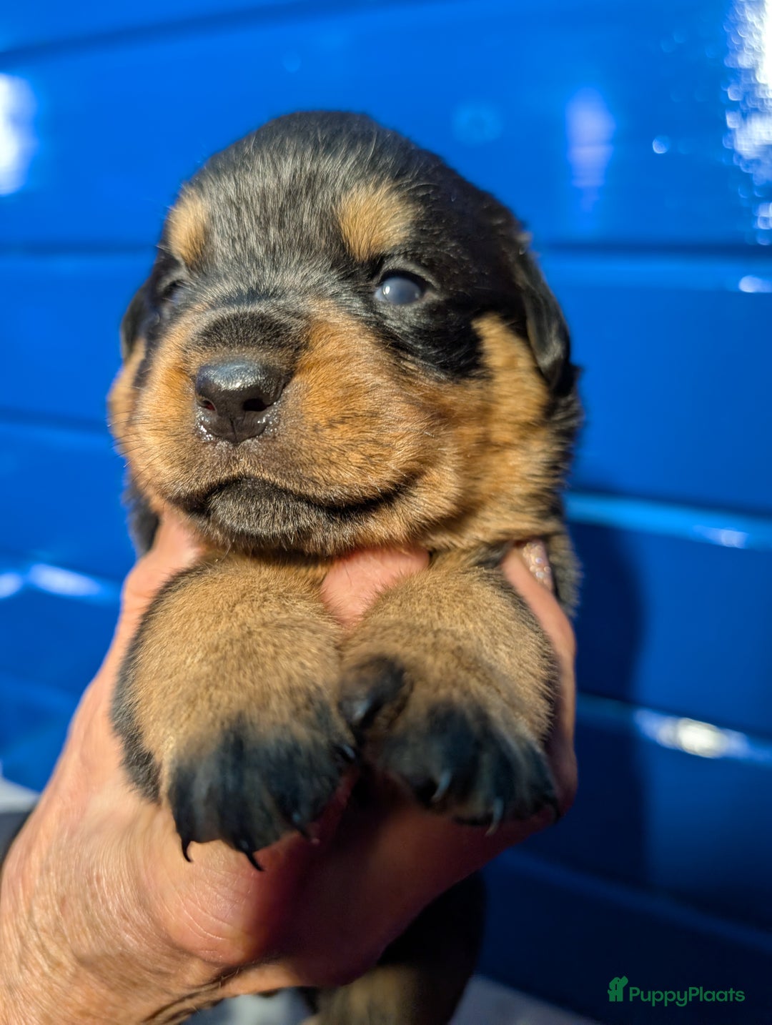 Rottweiler honden te koop: Zeer mooie rottweiler pups   - Advertentie 16