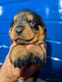 Rottweiler Puppy 2