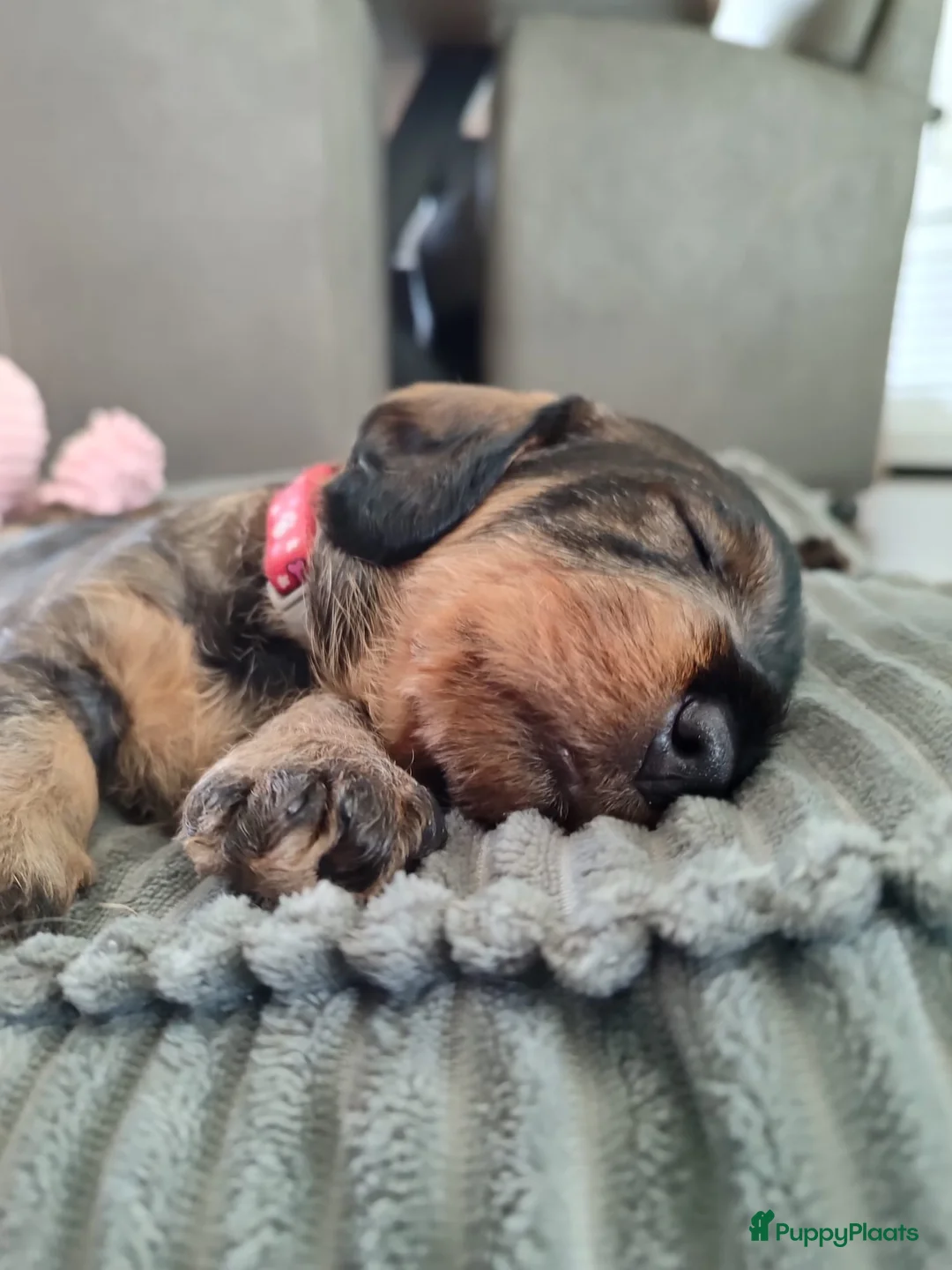 Ruwhaar Teckel honden te koop: ruwhaarteckel pups verwacht - Advertentie 1