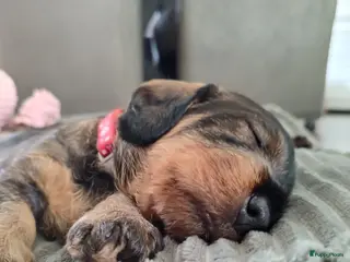 Ruwhaar Teckel honden ruwhaarteckel pups verwacht - Advertentie 2