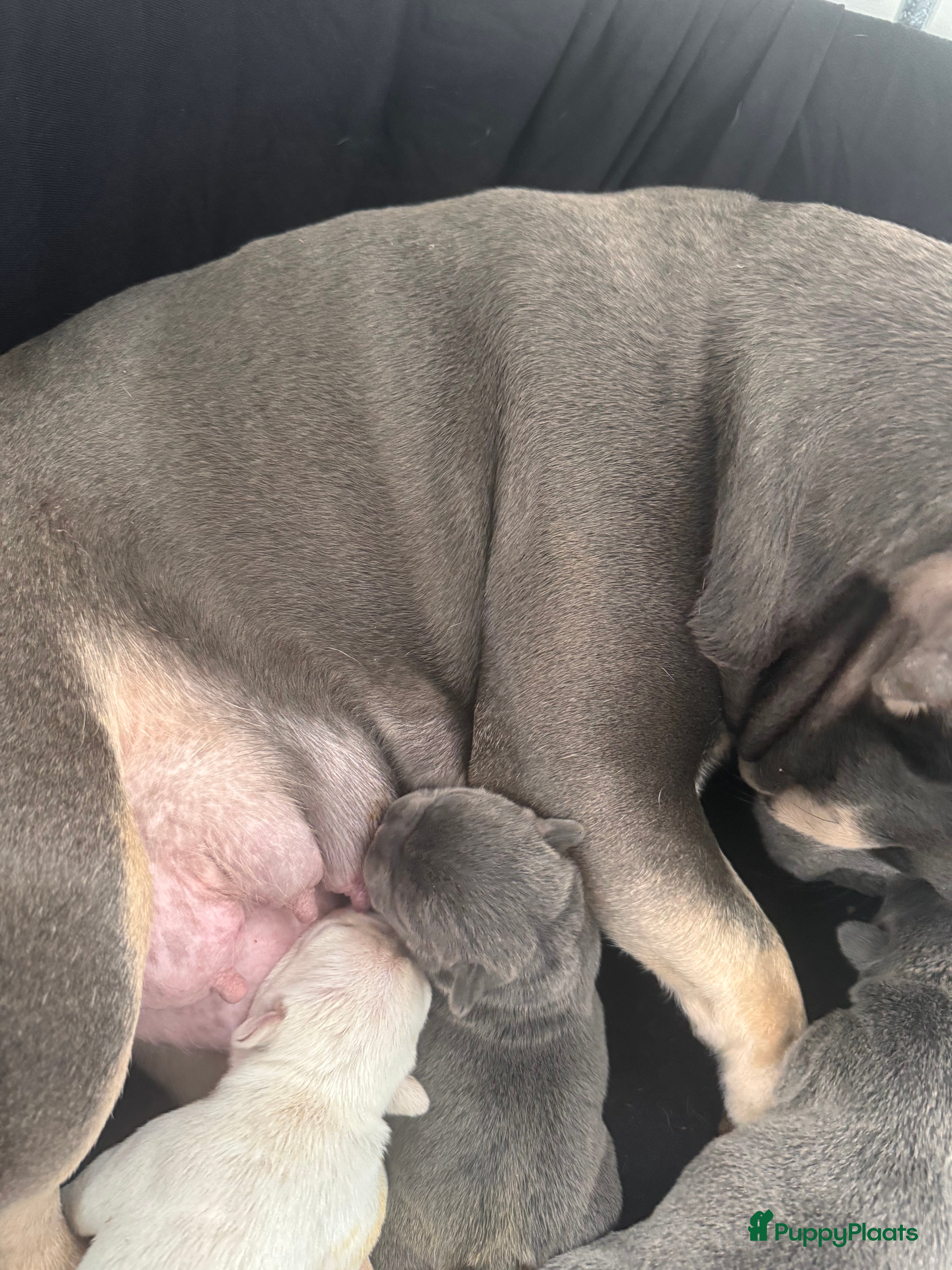 Franse Bulldog honden Prachtig nestje Franse bulldog pups - Advertentie 2