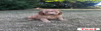 Teef 1
