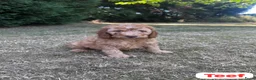 Australian Labradoodle honden te koop: Australian Labradoodles - Advertentie 2