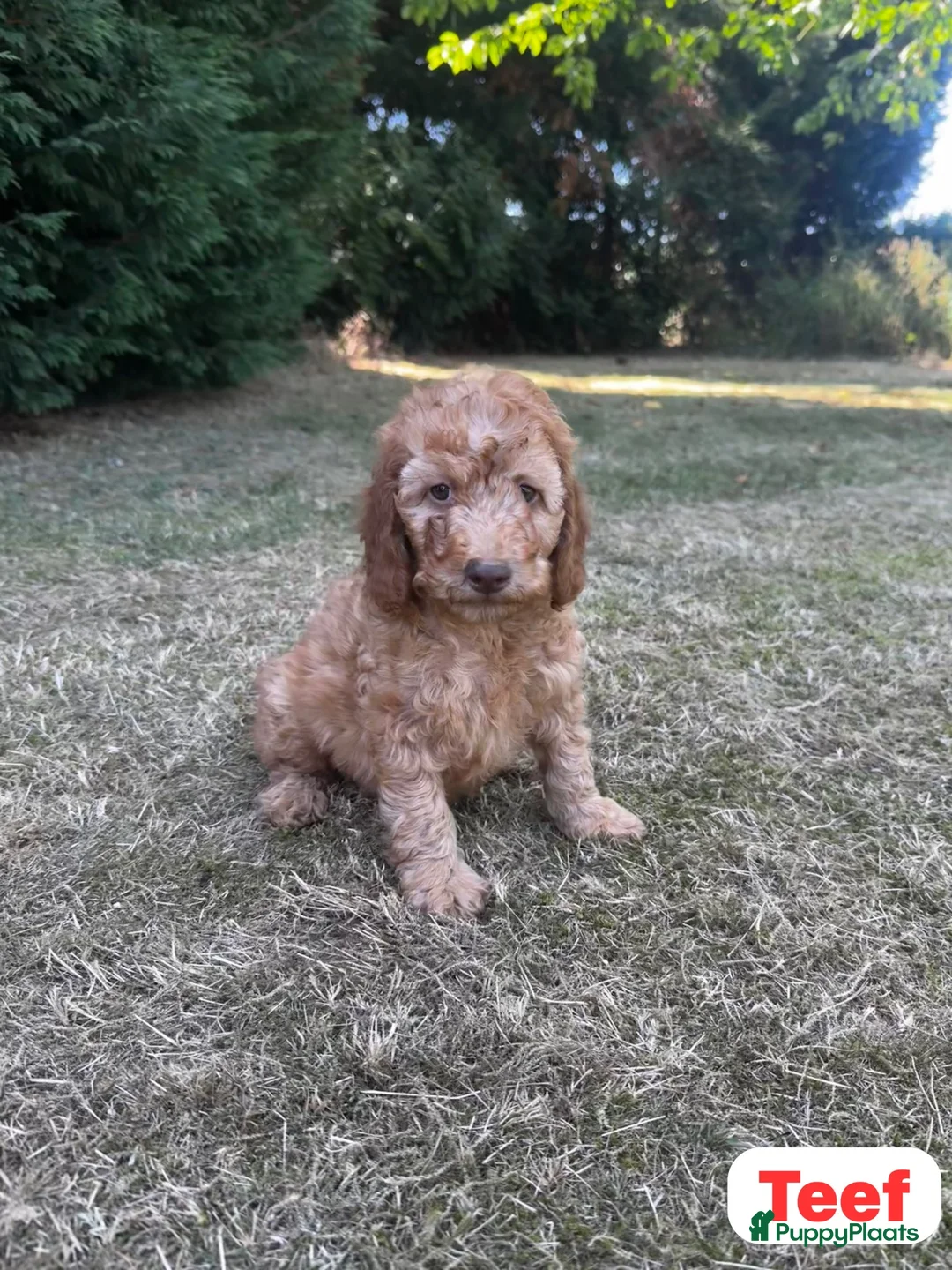 Australian Labradoodle honden te koop: Australian Labradoodles - Advertentie 2