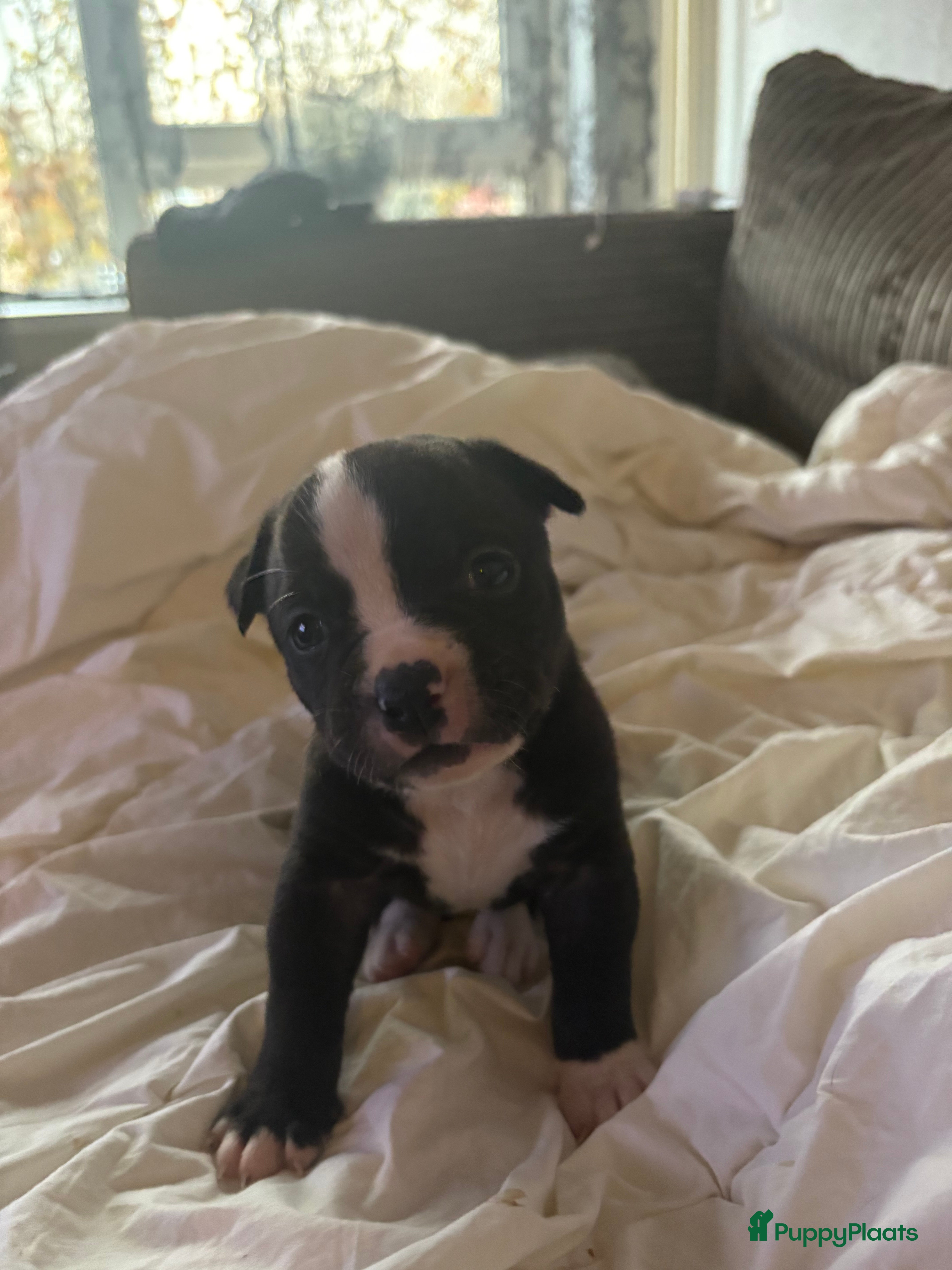 Kruising honden 2 leuke mooie teefjes  - Advertentie 1