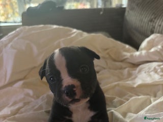 Kruising honden 2 leuke mooie teefjes - Advertentie 3