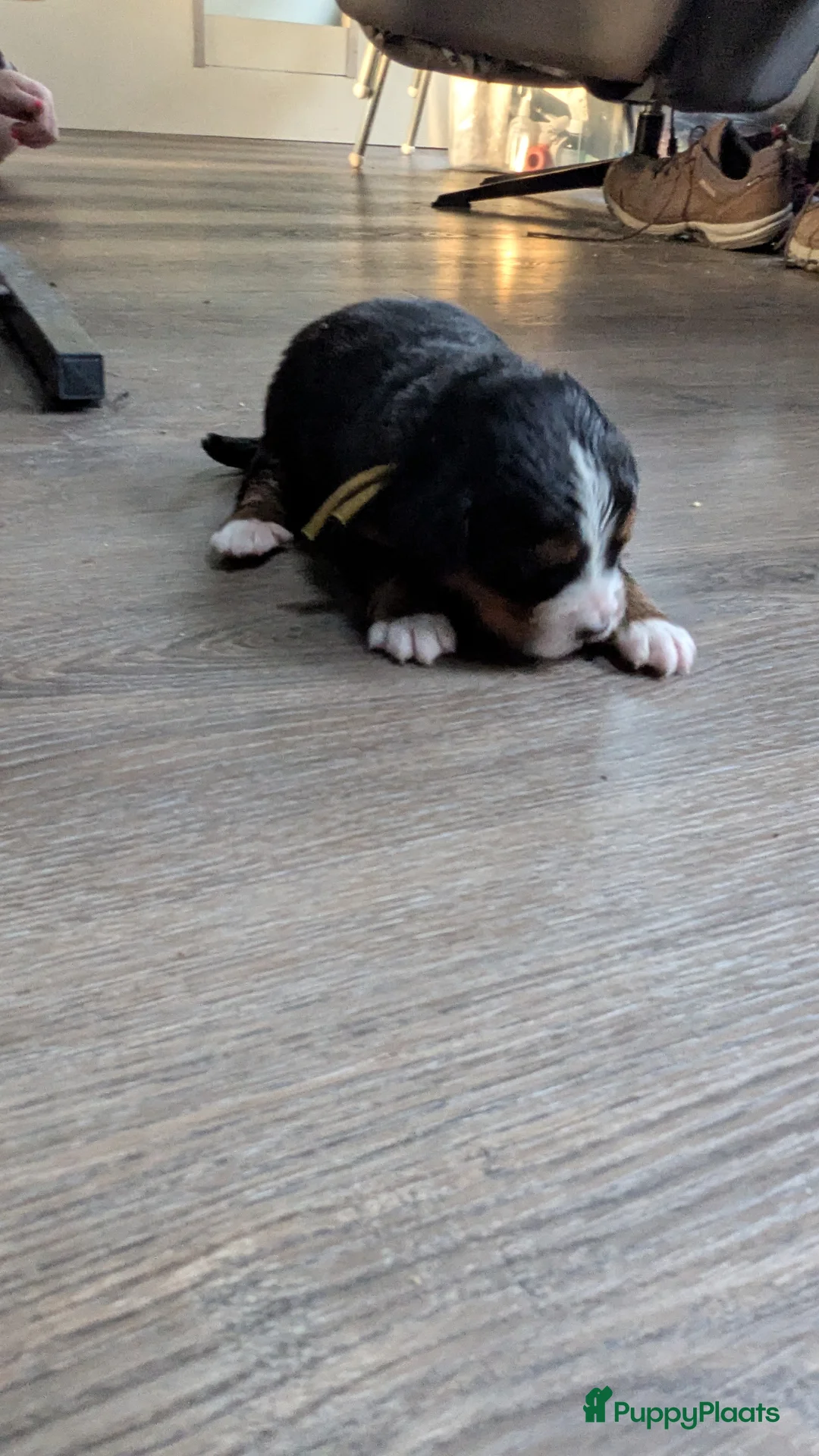 Berner Sennenhond honden te koop: Mooie Bernerpups - Advertentie 9