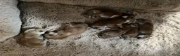 Akita honden te koop: Japanse Akita - Advertentie 15