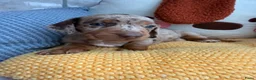 Dwergteckel honden te koop: Dwergteckel pups - Advertentie 3