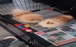 Pomeriaan honden te koop: Kleine pomeriaan  in Houten - Afbeelding 2