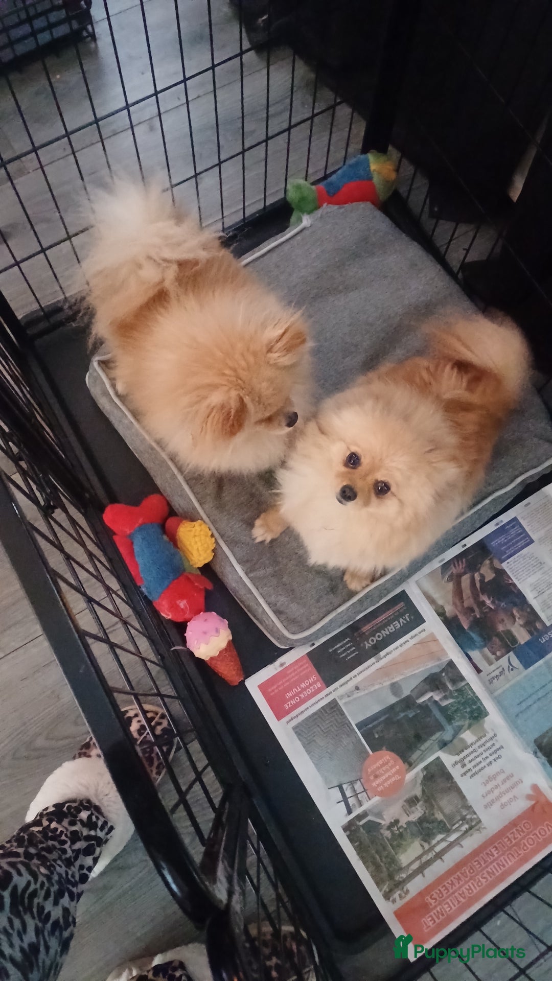 Pomeriaan honden te koop: Kleine pomeriaan  in Houten - Afbeelding 2
