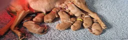 Vizsla korthaar honden te koop: Prachtige Vizsla pups uit Hongaarse bloedlijnen  - Advertentie 4