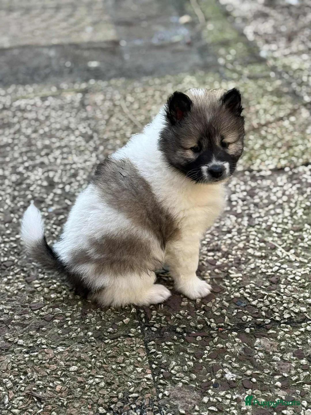 Thai Bangkaew Dog honden te koop: Thai Bangkaew dog puppies - Advertentie 4