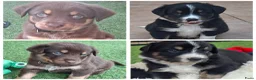 Australian Shepherd honden te koop: Nog 4 mooie austrailian shepherds pups - Advertentie 15