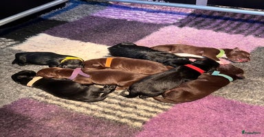 Kruising honden - Advertentie 5