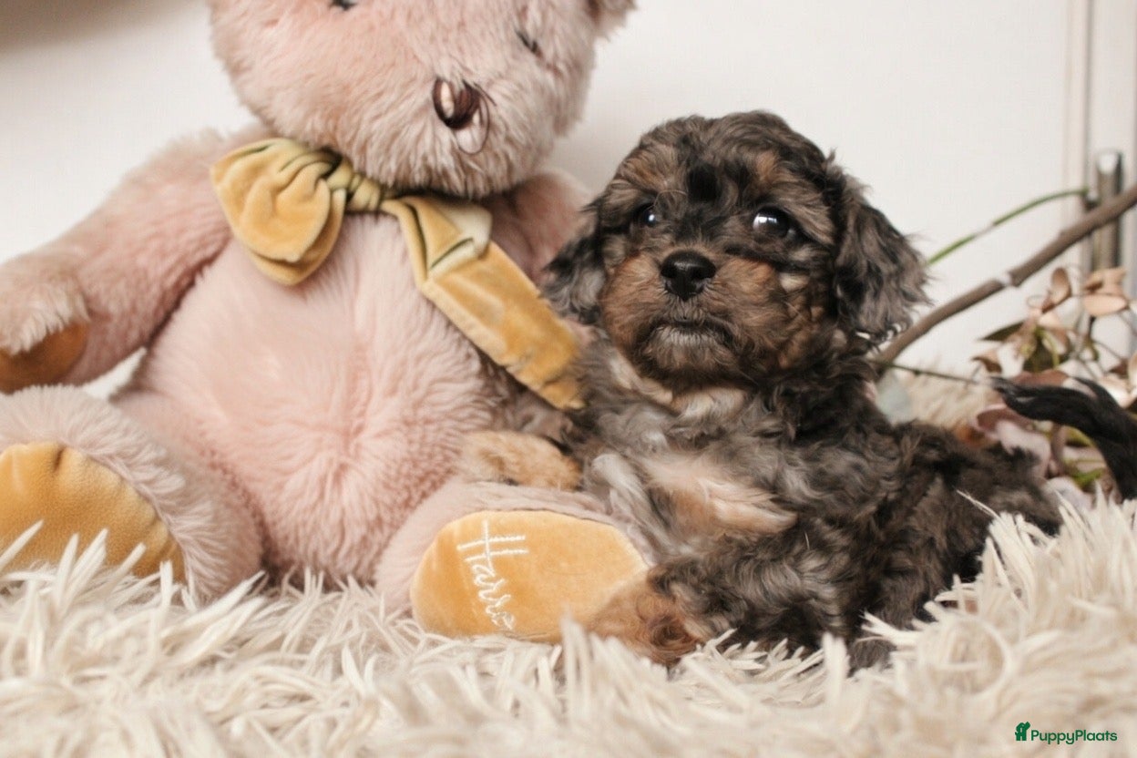 Maltipoo honden Prachtige Maltipoo puppy’s 🩷 - Advertentie 2