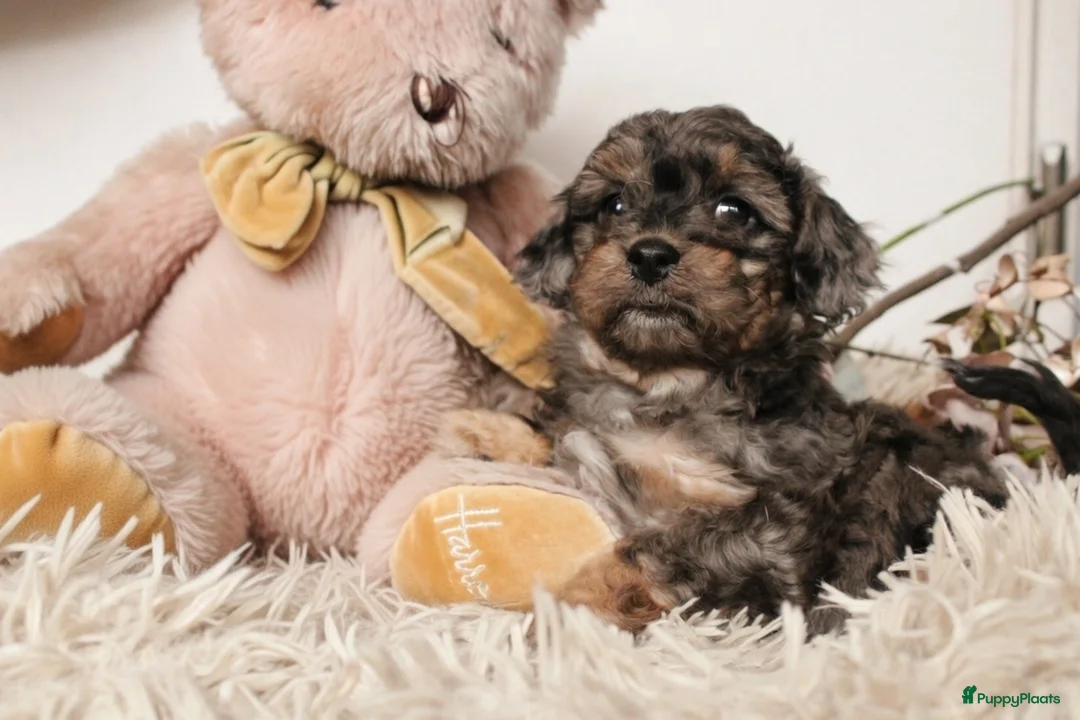 Maltipoo honden te koop: Prachtige Maltipoo puppy’s 🩷 - Advertentie 1