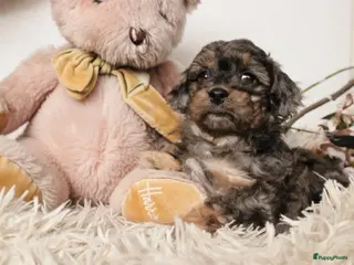 Maltipoo honden Prachtige Maltipoo puppy’s 🩷 - Advertentie 2
