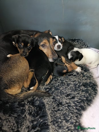 Jack Russel Terriër honden - Advertentie 4