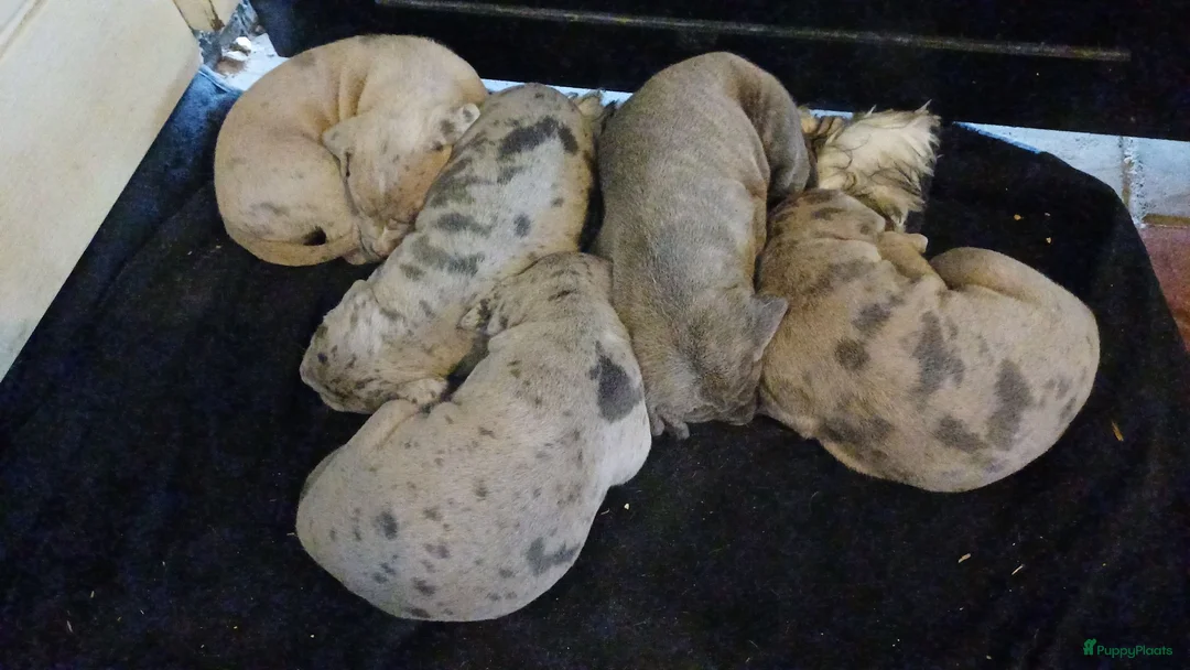 Kruising honden te koop: Cane corso pups blauw gestroomd isabel merle - Advertentie 7