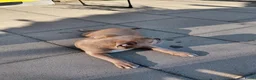 Old English Bulldog honden te koop: Te koop in Dalfsen - Advertentie 5
