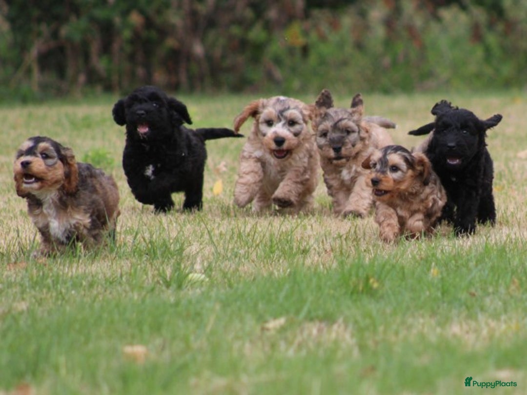 Cockapoo honden te koop: Cockapoo pups - Afbeelding 8