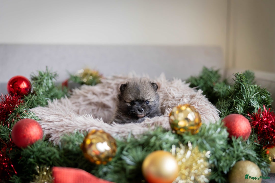 Pomeriaan honden te koop: Knappe Bear face Pomeriaan pups - Advertentie 6