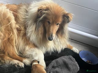 Schotse Herdershond langhaar honden te koop: Schotse herder langhaar pups uit geteste ouders - Advertentie 1