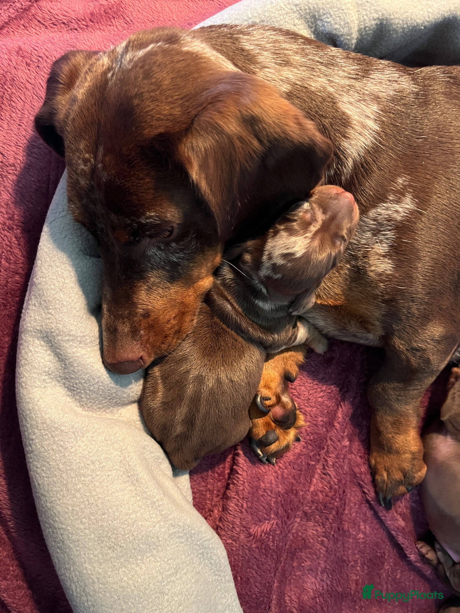 Teckel (korthaar)  honden Dwerg teckel pups - Advertentie 1