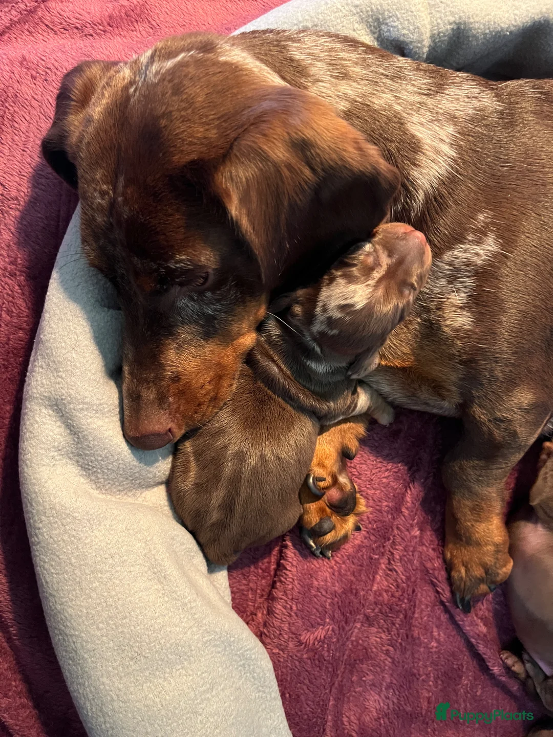 Teckel (korthaar)  honden te koop: Dwerg teckel pups - Advertentie 1