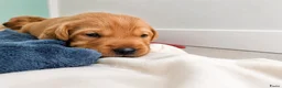 Labrador Retriever honden te koop: Super leuke labrador pups! - Advertentie 7