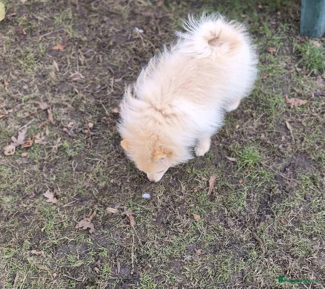 Pomeriaan honden te koop: VREUGDE VOOR ELKE ZORGZAME FAMILIE!!! - Advertentie 11