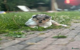 Schotse Herdershond langhaar honden te koop: Schotse Collie Pups Tricolor en Blue Merle - Afbeelding 2