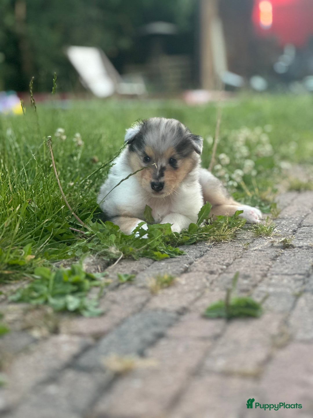 Schotse Herdershond langhaar honden te koop: Schotse Collie Pups Tricolor en Blue Merle - Afbeelding 2